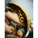 Gekon Orzęsiony Harlequin Full Pinstripe (Correlophus ciliatus Female) - Samiec 33g
