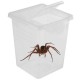 Pojemnik Terrarium Hodowla Modliszka Owad Karmówka Terrario Insect Box High - plastikowe terrarium 9x9x11cm