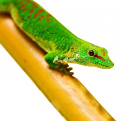 Bambus 50cm Terrarium Gekon Phelsuma Pająk Gady Tropical Forest - Vietnam Bamboo - bambus naturalny