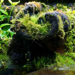 L - hydrolon Wacool Rainforest Cotton Hydrolon Hydrolon M żywa ścianka tło Terrarium Paludarium