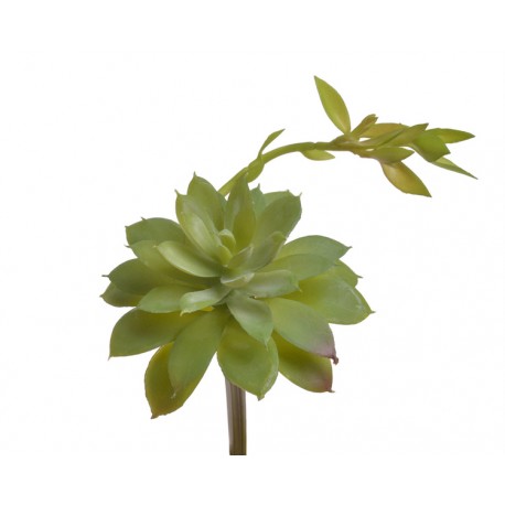 Tropical Terra™ - Sukulent echeveria