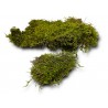 Mech naturalny (oczyszczony)  Flat Moss płaty - 25g PREMIUM