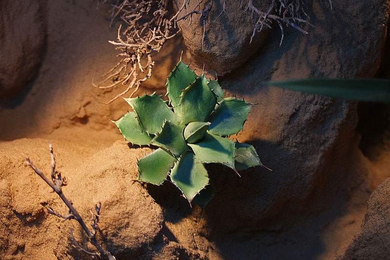 agawa pustynna - sztuczna roślina dod dekoracji terrarium - sposób aranżacji, inspiracja Tropical Terra