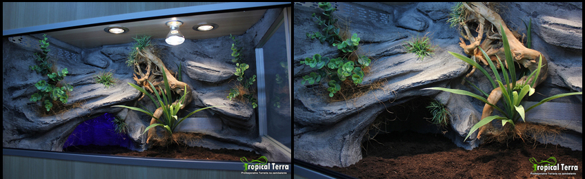 Eukaliptus - dekoracyjna sztuczna roślina do aranżacji terrarium przykład zastosowania Tropical Terra