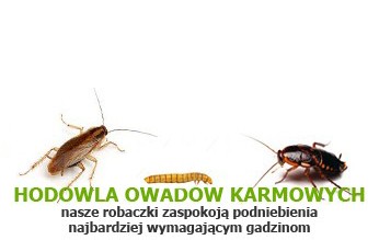 hodowla owadów karmowych Tropical Terra - nasze robaczki zaspokoją podniebienia najbardziej wymagają