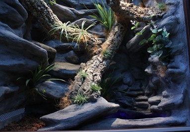 Tropical Terra terrarium inspiracja 2