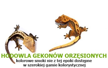 hodowla gekonów orzęsionych Tropical Terra - nasze kolorowe smoki nie z tej epoki dostępne w szeroki